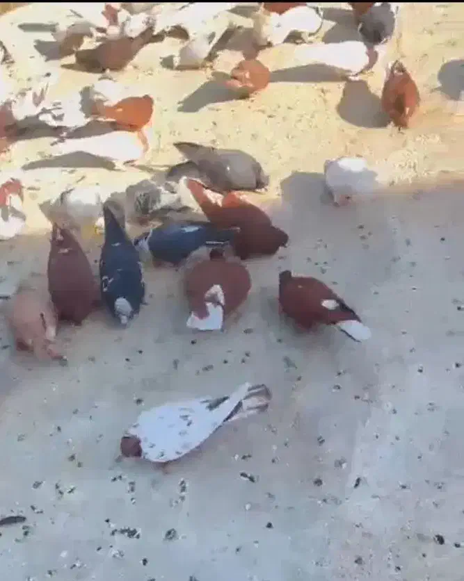 فروش کبوتر|پرنده|بنارویه, |دیوار