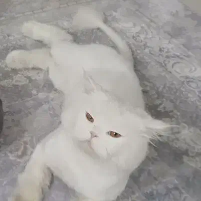 گمشده|حیوانات|نظرآباد, شهرک آزادگان|دیوار