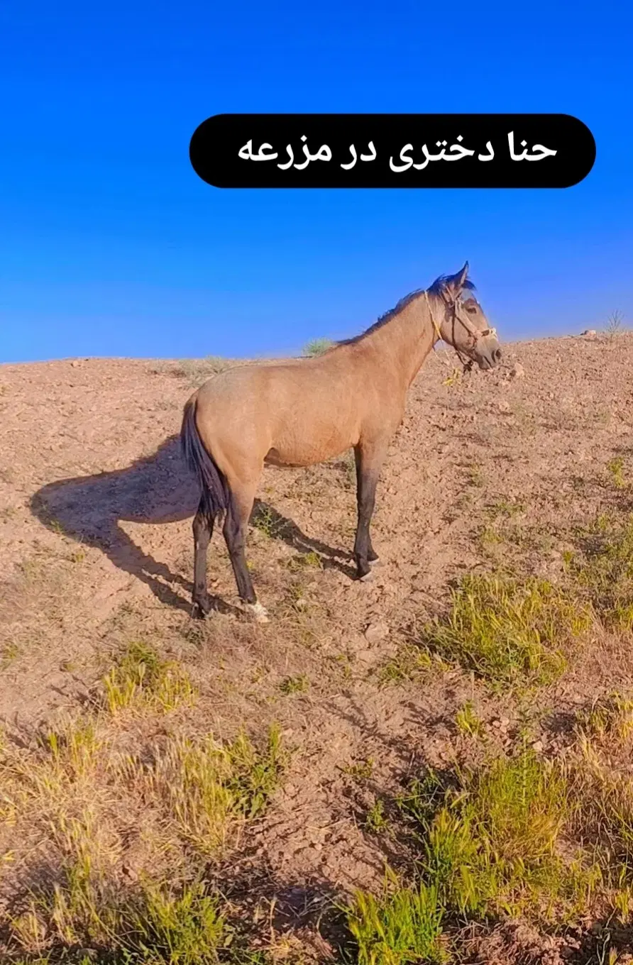 اسب|اسب و تجهیزات اسب‌سواری|شیروان (خراسان), |دیوار