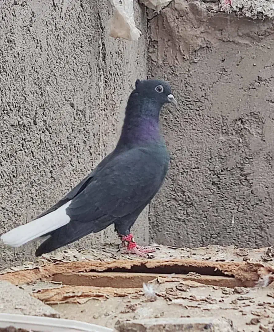 کبوتر|پرنده|قره ضیاالدین, |دیوار