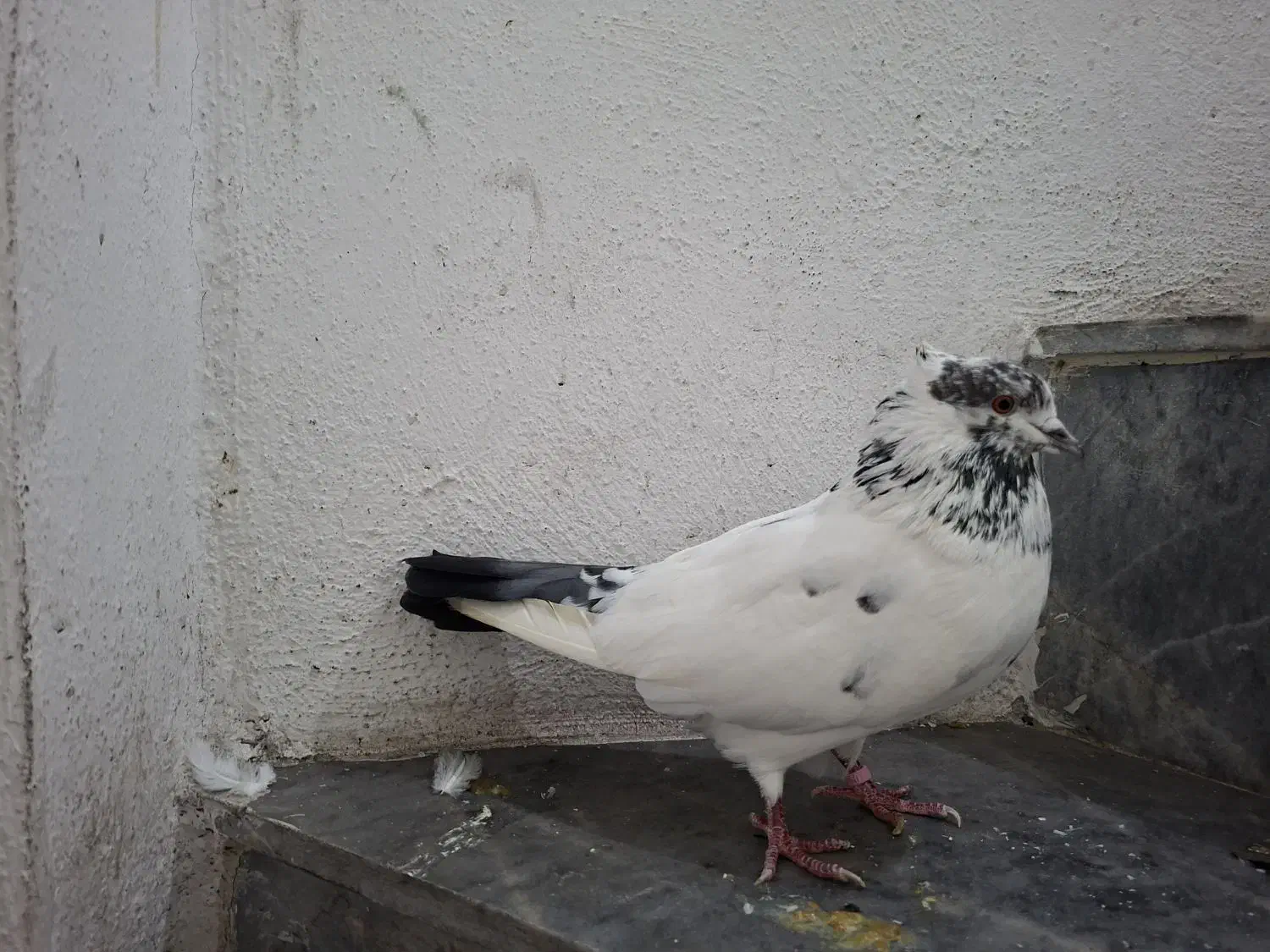 کفتر پرشی|حیوانات|تولم شهر, |دیوار