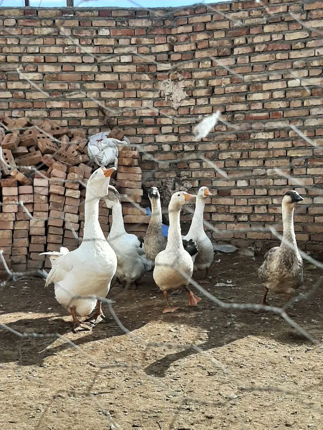 غاز|حیوانات مزرعه|خوی, |دیوار