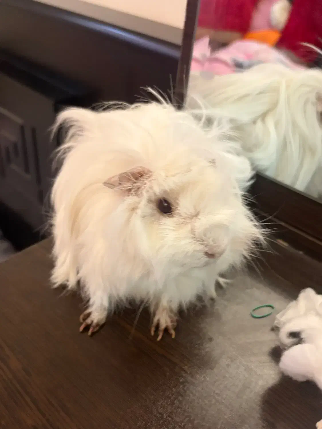 خوکچه هندی|موش و خرگوش|تهران, ستارخان|دیوار