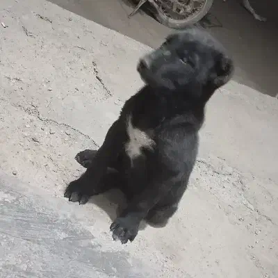 واگذاری سگ|سگ|تربت‌حیدریه, کاشانی|دیوار