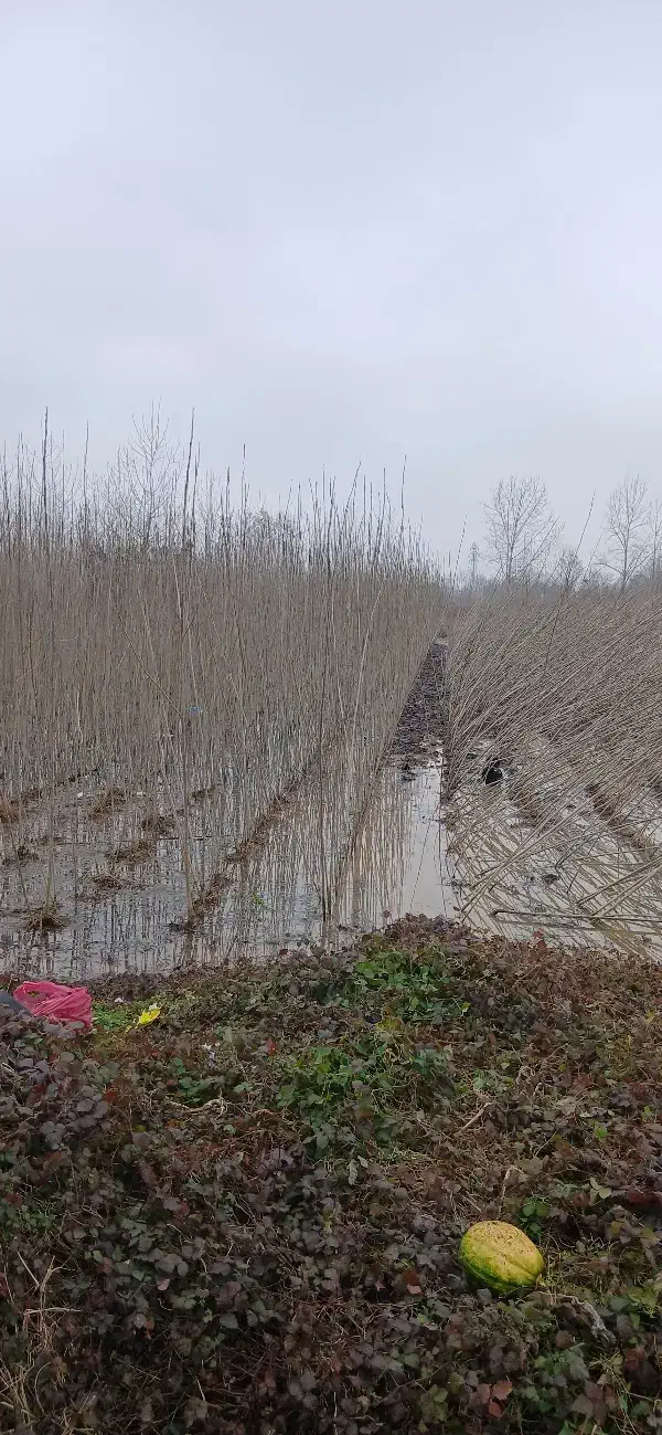 نهال صنوبر|خدمات باغبانی و درختکاری|آستانه اشرفیه, |دیوار