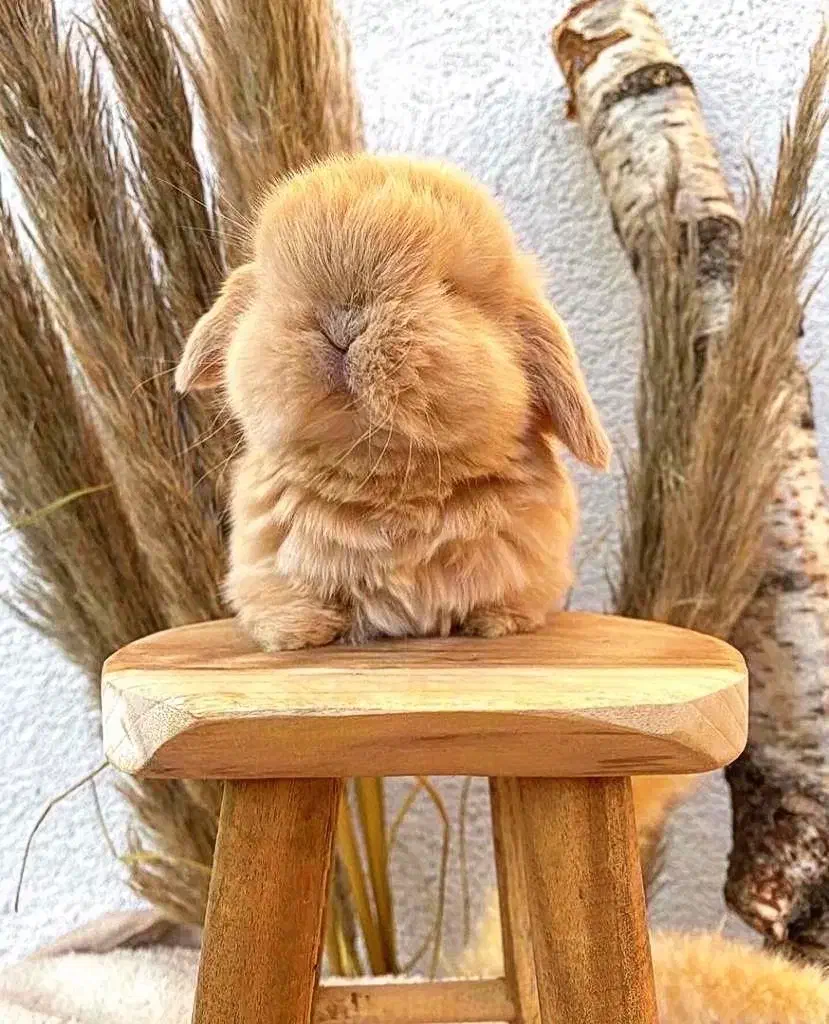 خرگوش لوپ بریتانیایی|موش و خرگوش|خرمآباد, |دیوار