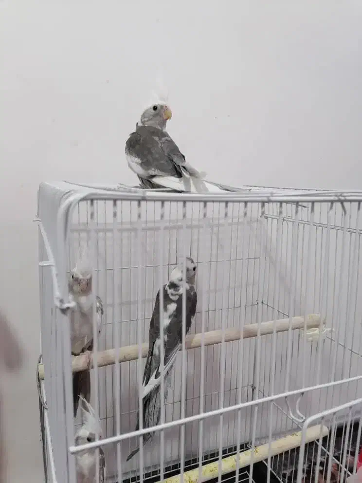 عروس هلندی سه ماهه|پرنده|ارومیه, |دیوار