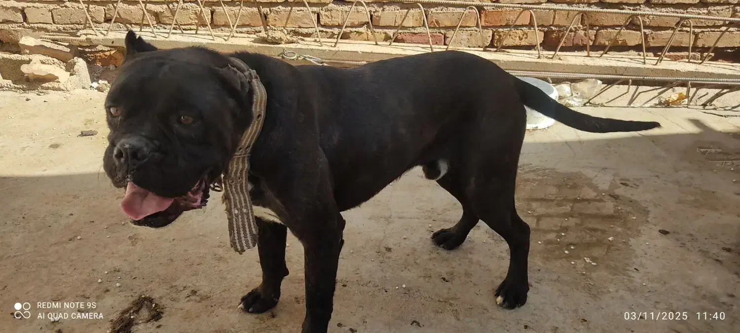 سگهای باهوش|سگ|کرمان, |دیوار