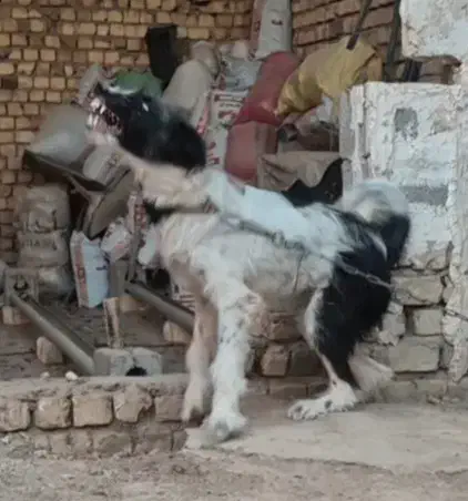 واگذاری سگ بومی|سگ|خمینیشهر, |دیوار