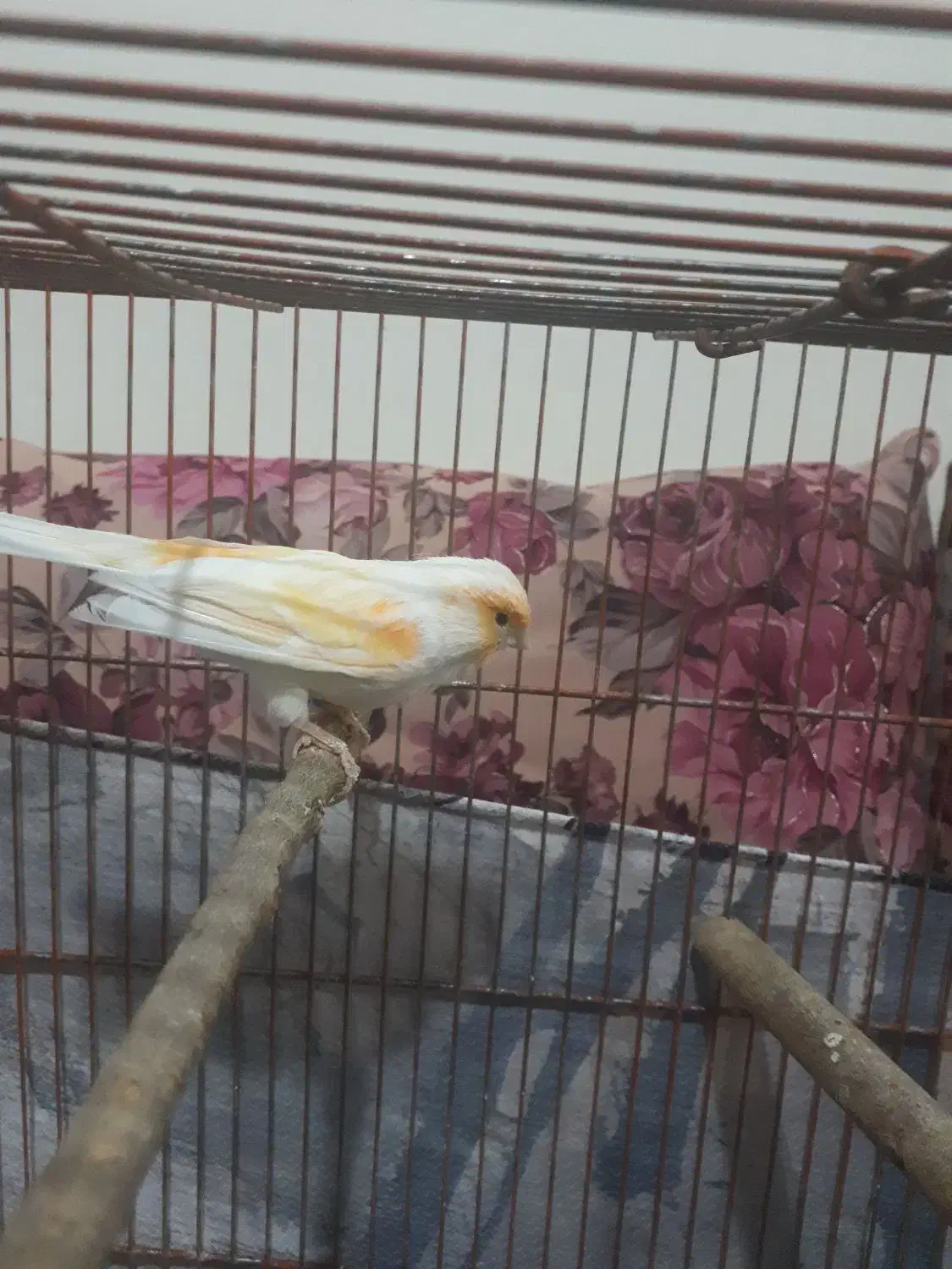 قناری نرسرامیکی|پرنده|پاکدشت, حصار امیر|دیوار