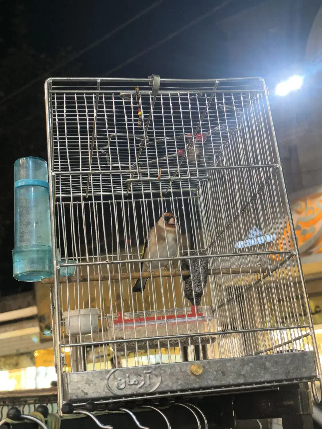 دوستان عشق باز سهر تازه داره صاف میکنه|پرنده|محمدشهر, محمدشهر|دیوار