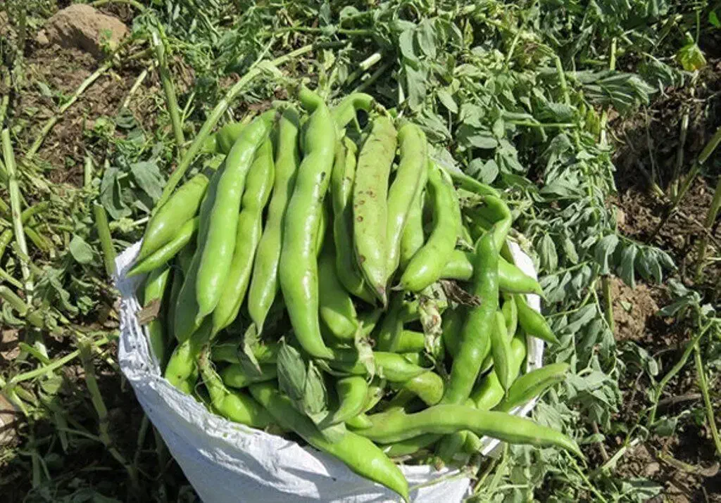 بذر باقلا هیستال|گل و گیاه طبیعی|دره شهر, |دیوار