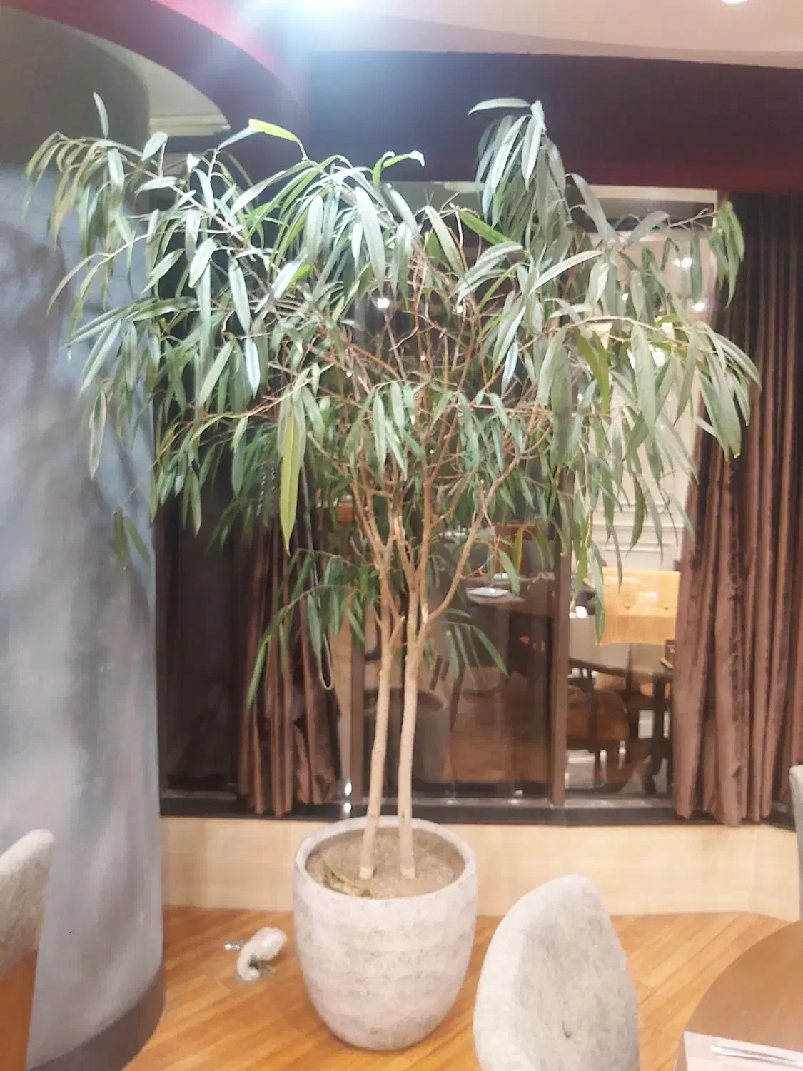 گل و گلدان|گل و گیاه طبیعی|کرج, عظیمیه|دیوار