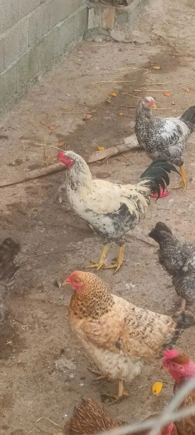 فروش خروس بوقلمون اردک غاز|حیوانات مزرعه|لاهیجان, بازکیاگوراب|دیوار