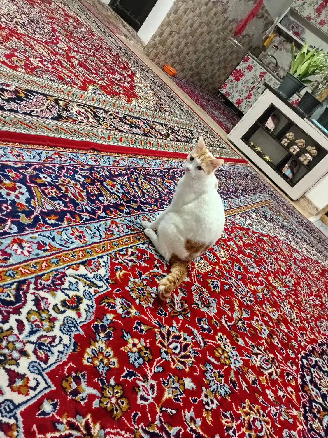 گربه واگذاری|گربه|آستانه اشرفیه, |دیوار