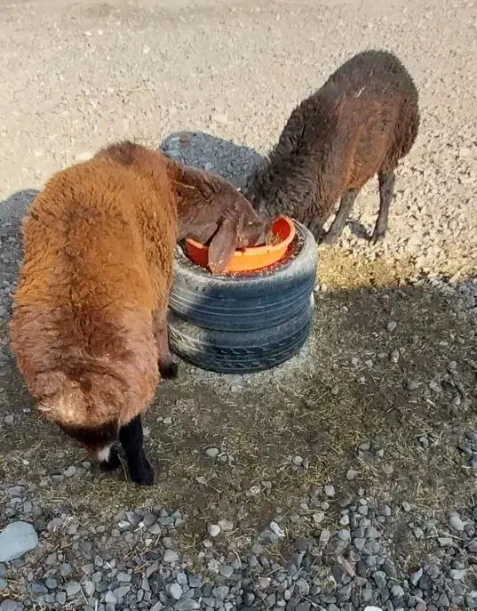 دوعددبره نرچاق|حیوانات مزرعه|آذرشهر, |دیوار