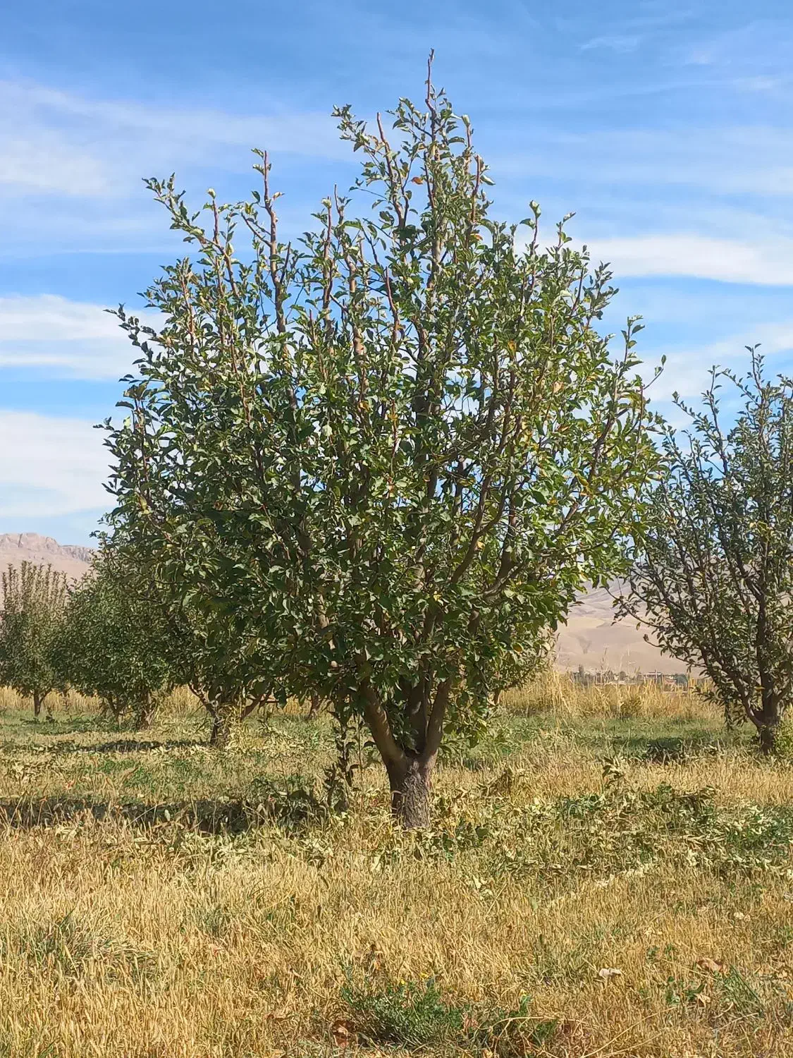 هرس کار باغ سیب و....|خدمات باغبانی و درختکاری|ترکمانچای, |دیوار