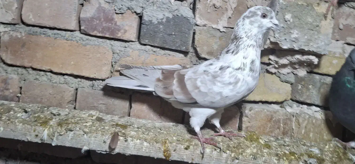 کبوتر  پرشی|پرنده|نوشین شهر, |دیوار