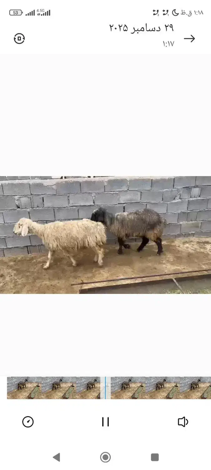 میش|حیوانات مزرعه|یاسوج, |دیوار