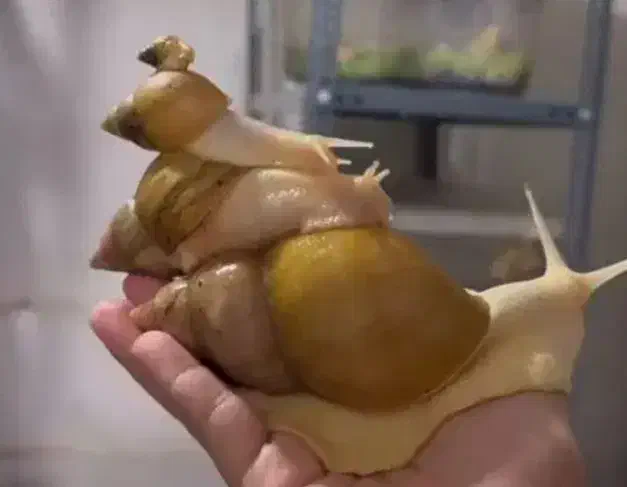 فروش حلزون|خزنده|اردبیل, |دیوار