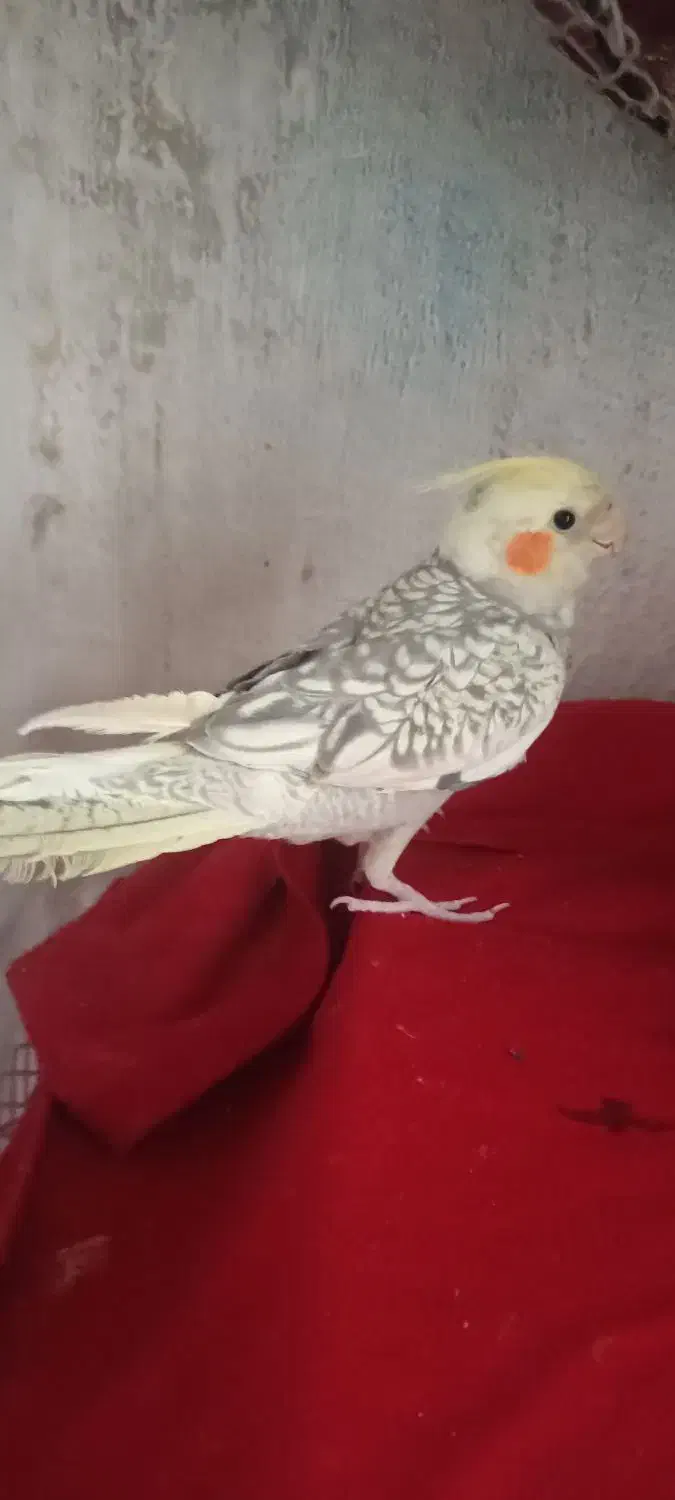 عروس هلندی دو عدد|پرنده|ری, دولت‌آباد|دیوار