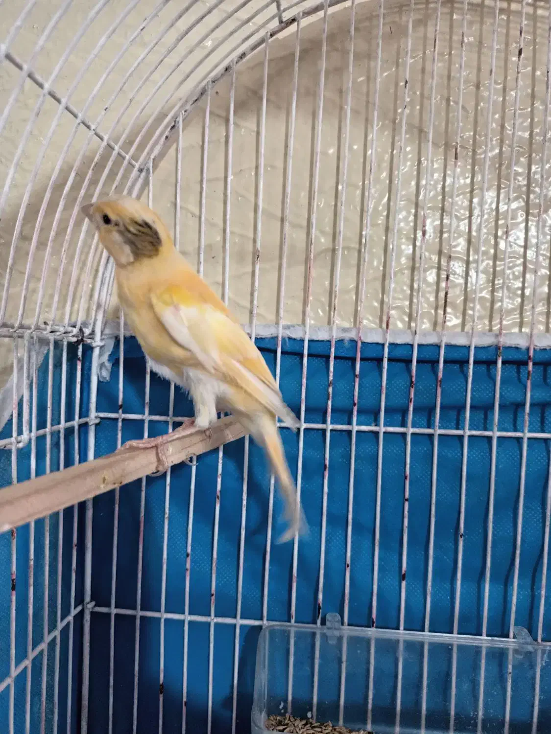 قناری زرد نر|پرنده|شاهینشهر, گرگاب|دیوار