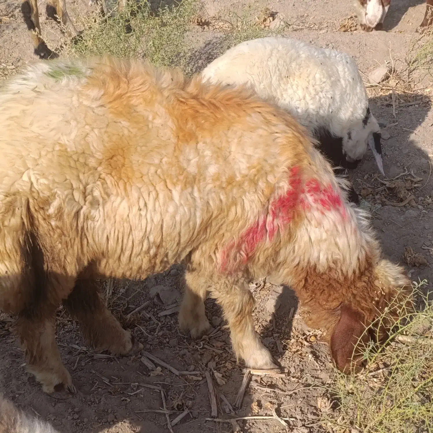 فروش برهقوچسنجابی|حیوانات مزرعه|اسماعیلی, |دیوار