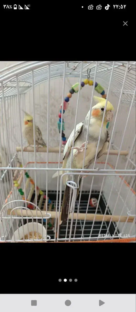 عروس هلندی جفت|پرنده|فاضل آباد, |دیوار