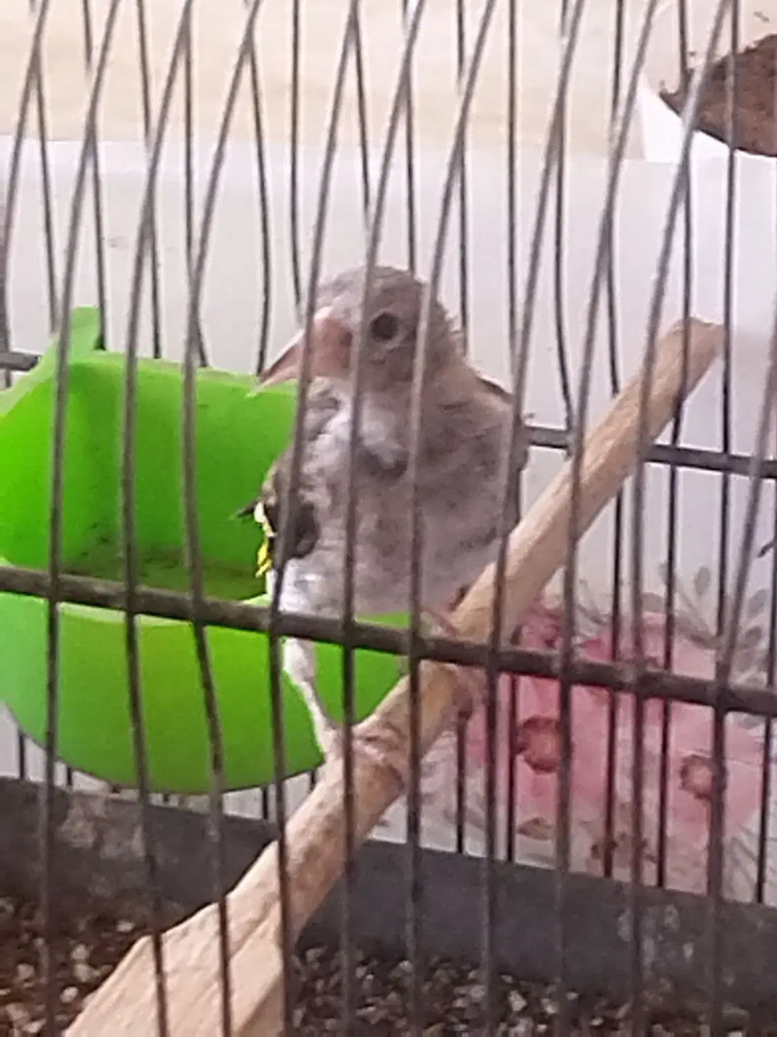 جوجه سهره رسمی|پرنده|قم, پردیسان|دیوار