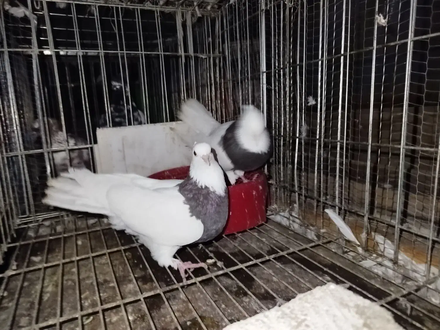 طوقی|پرنده|خرم‌آباد (تنکابن), |دیوار