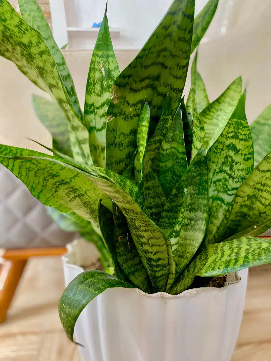 گل شمشیری|گل و گیاه طبیعی|تالش, هشتپر|دیوار