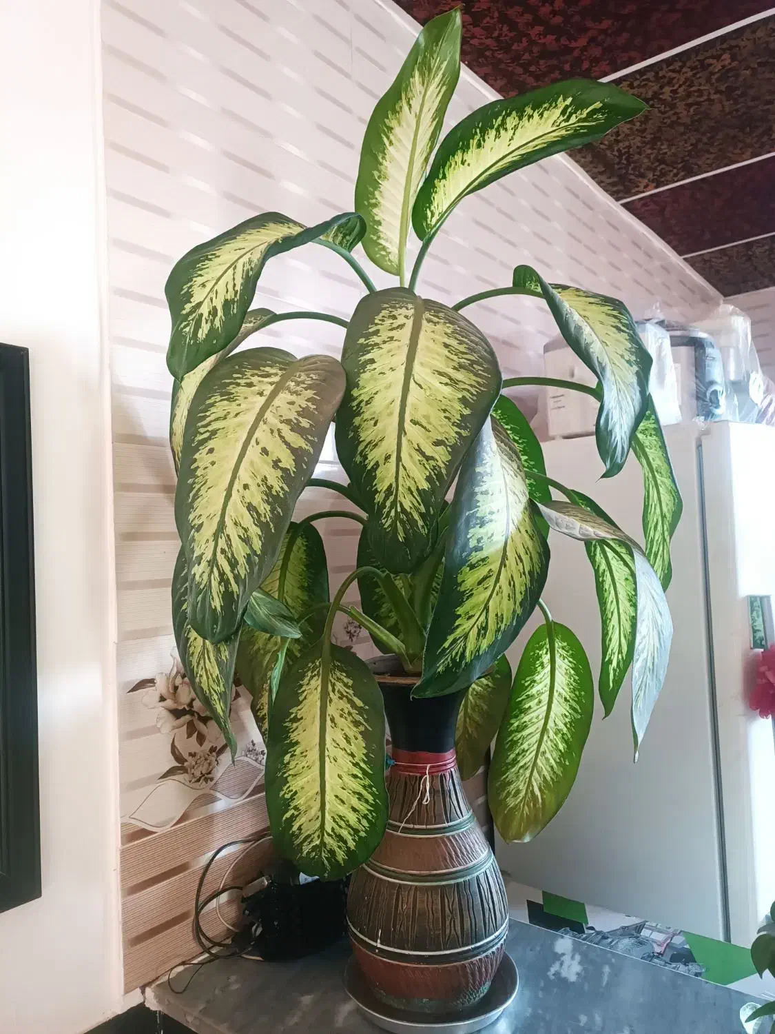 گل خانگی|گل و گیاه طبیعی|سارال, |دیوار