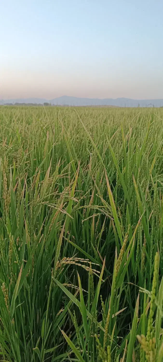 برنج کامفیروزی ،مهجن آباد درجه 1بشرط پخت|خوردنی و آشامیدنی|شیراز, صاحب الزمان|دیوار