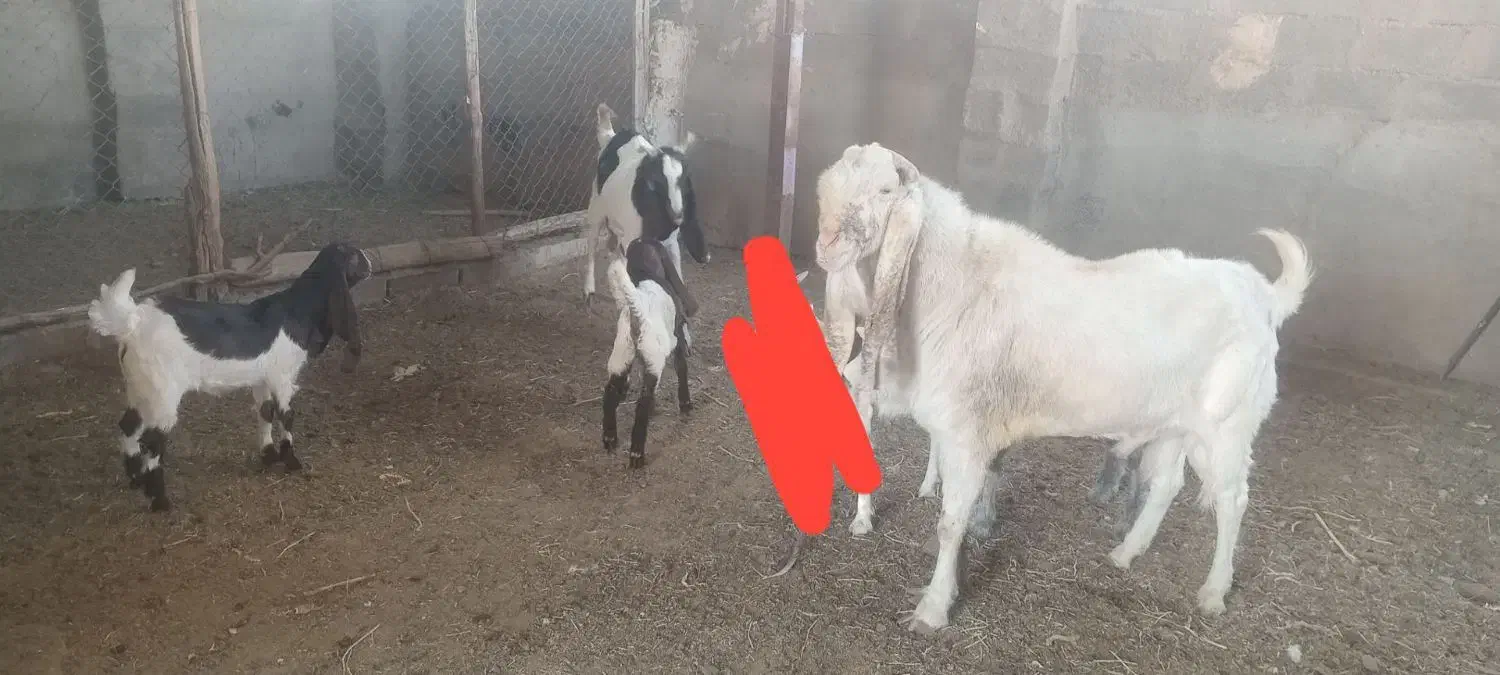 فروش نقدی|حیوانات مزرعه|تربت جام, جلگه موسی آباد|دیوار