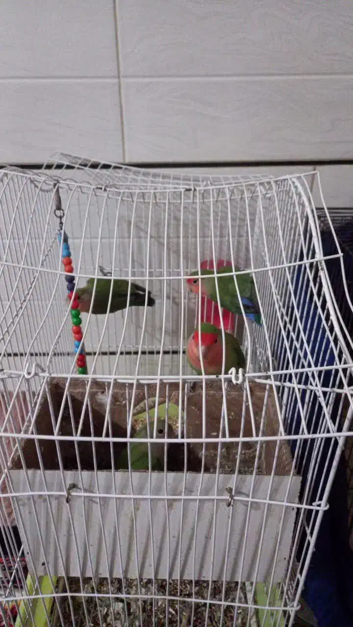 عروس هلندی و کوتوله|پرنده|نجفآباد, قلعه سفید|دیوار