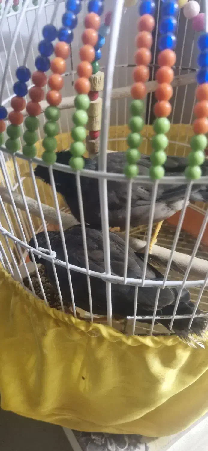 مرغ مینا خوشکل|پرنده|قم, نخودی|دیوار