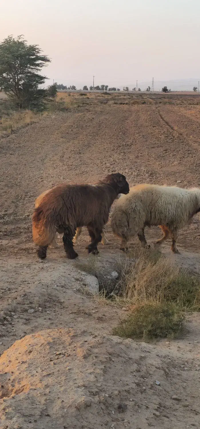 فروش حیوانات|حیوانات مزرعه|دهلران, |دیوار