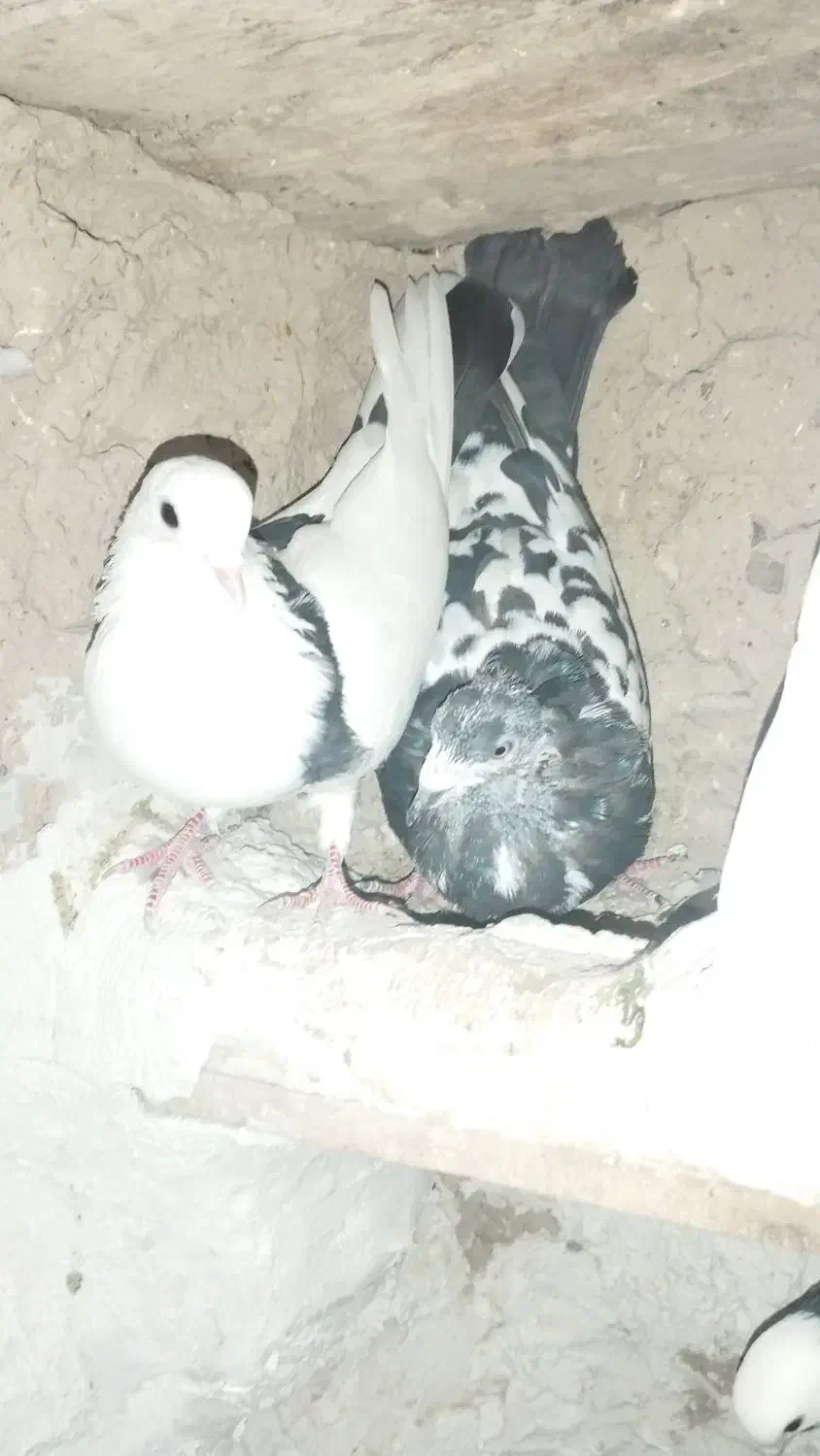 کبوتر|پرنده|آشخانه, |دیوار
