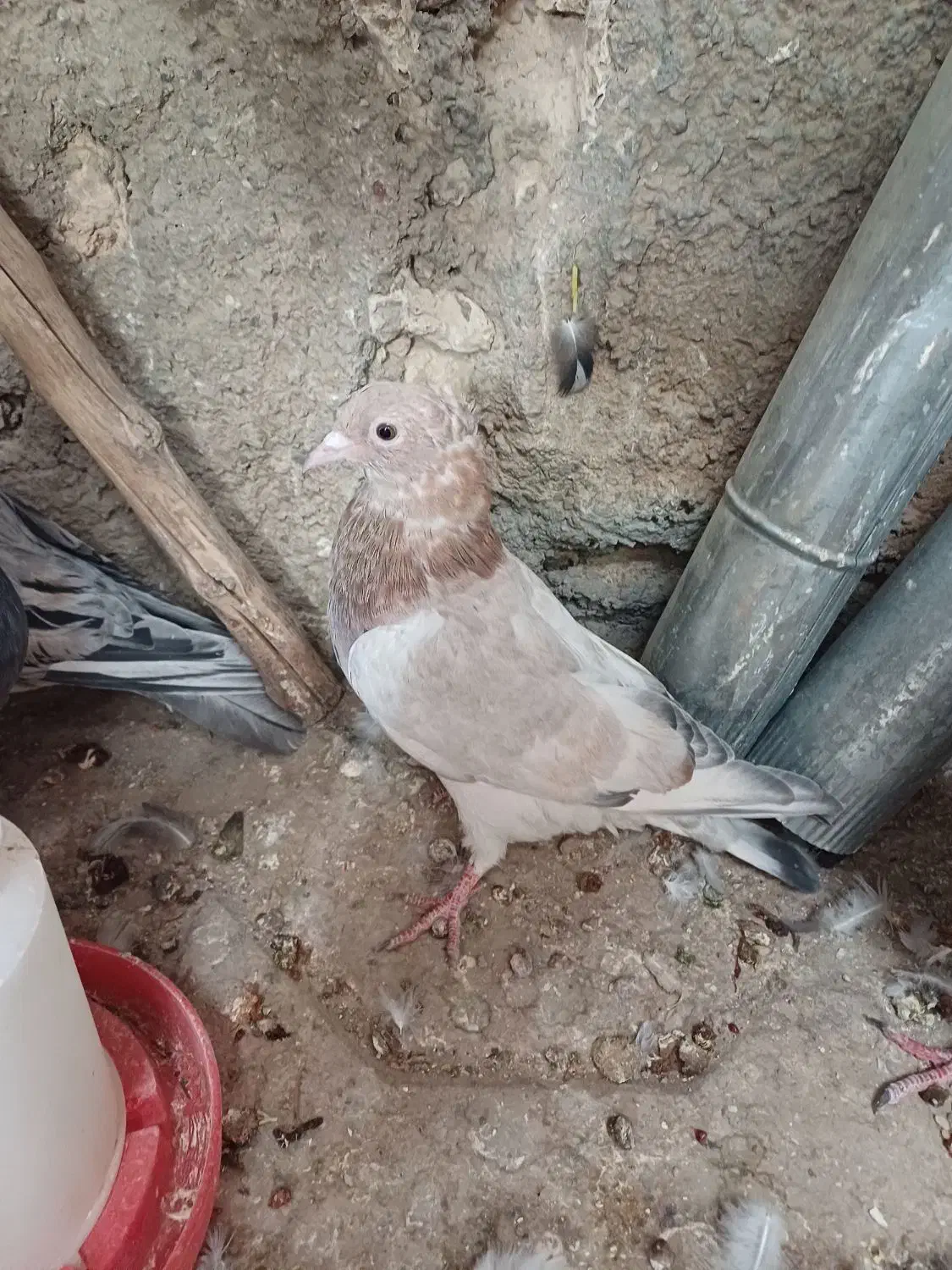 یک ماده کله هما بادوتا جوجه هفرنگ کله هما|پرنده|اسفراین, |دیوار