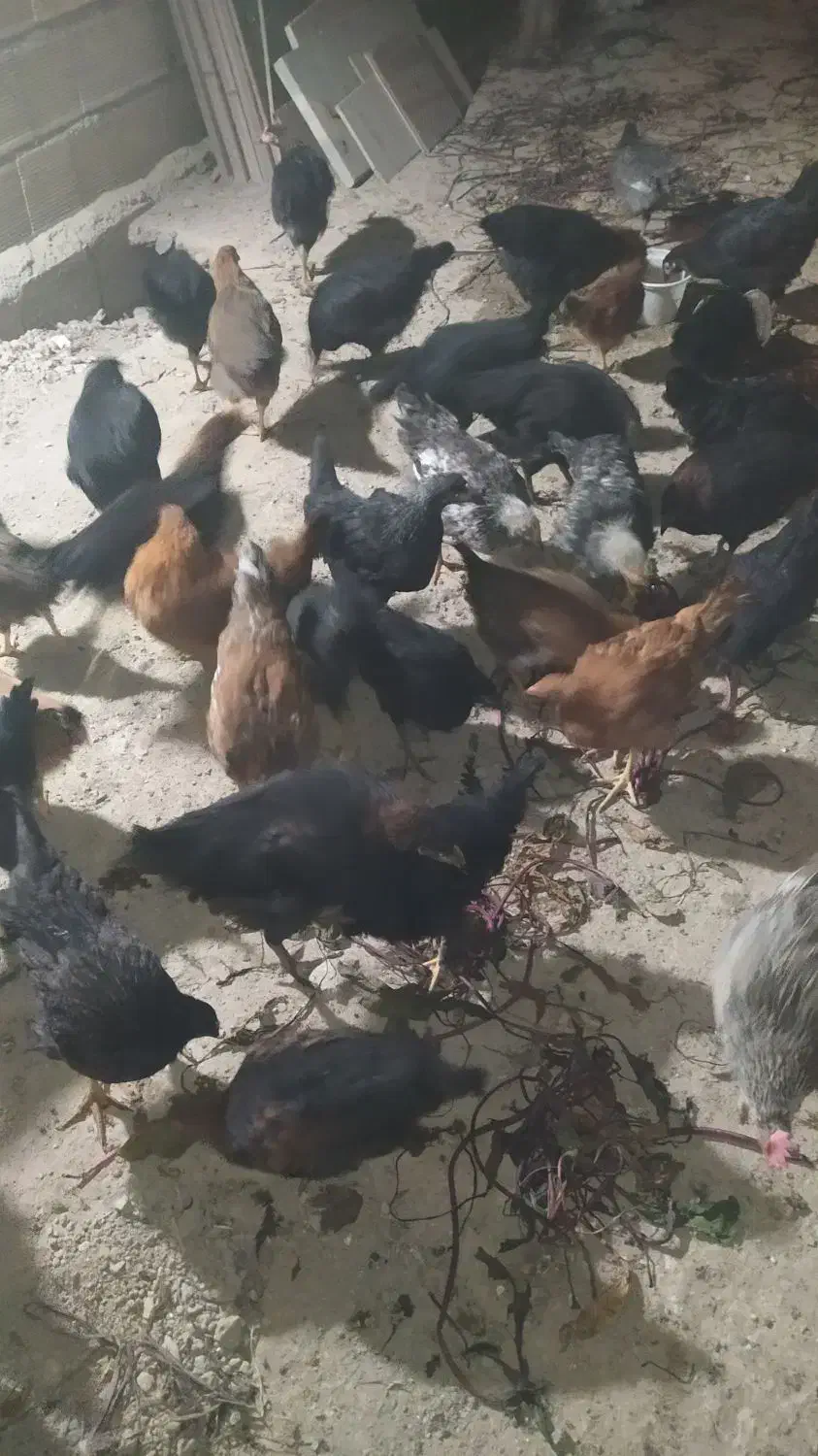 خروس بومی|حیوانات مزرعه|ابریشم, |دیوار