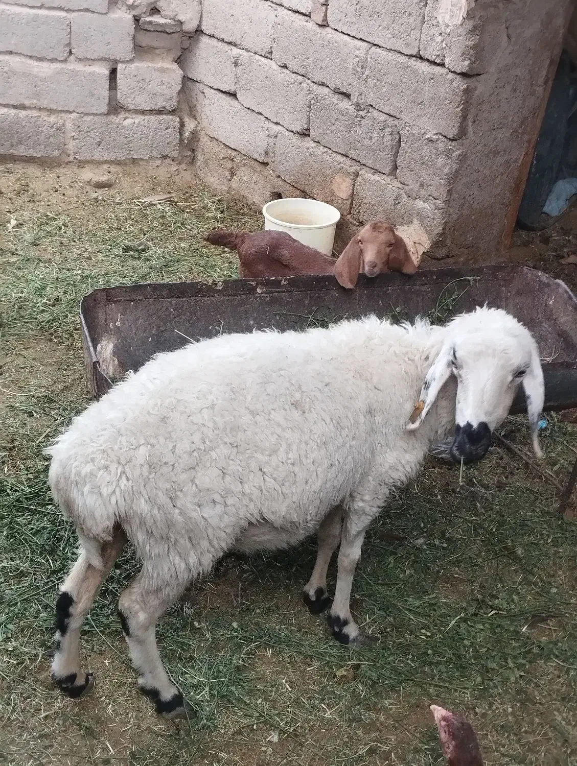 سلام دوستان گوسفند دوماه ابسته قیمت 11میلیون|حیوانات مزرعه|میرجاوه, |دیوار