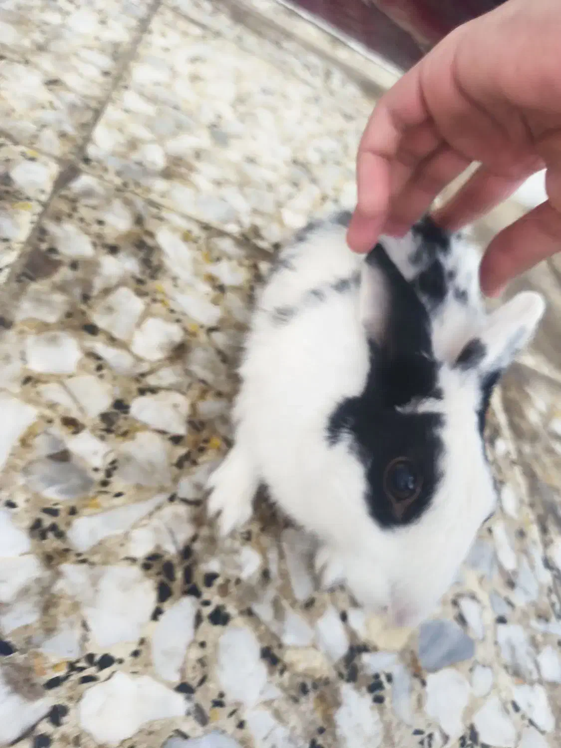 خرگوش|موش و خرگوش|شوشتر, |دیوار