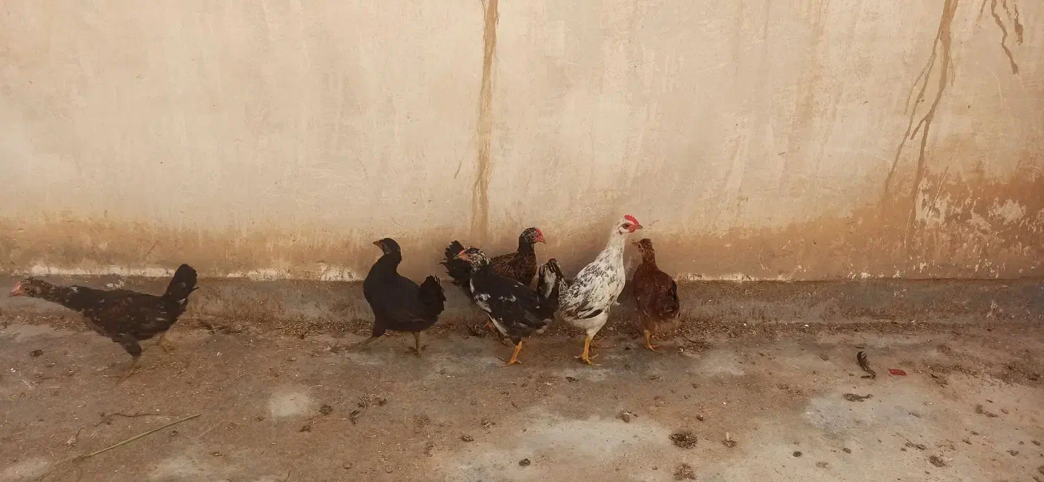 خروس|حیوانات مزرعه|گتوند, |دیوار