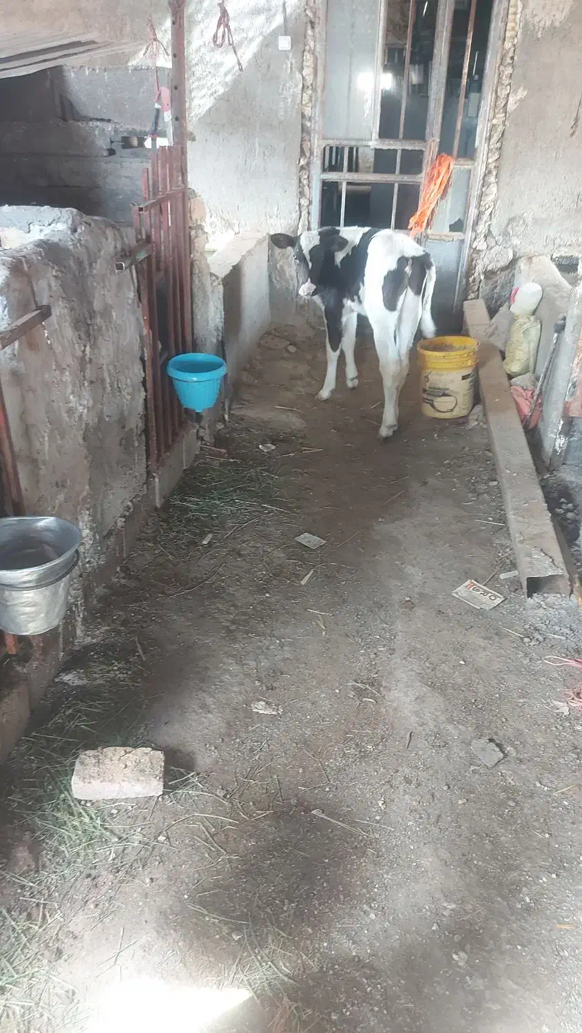 گوساله نر درجه یک آماده جمع|حیوانات مزرعه|قلندر آباد, |دیوار