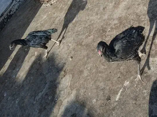 مرغ تخمی و مرغ های لاری تخمی|حیوانات مزرعه|تربت‌حیدریه, فتح المبین|دیوار