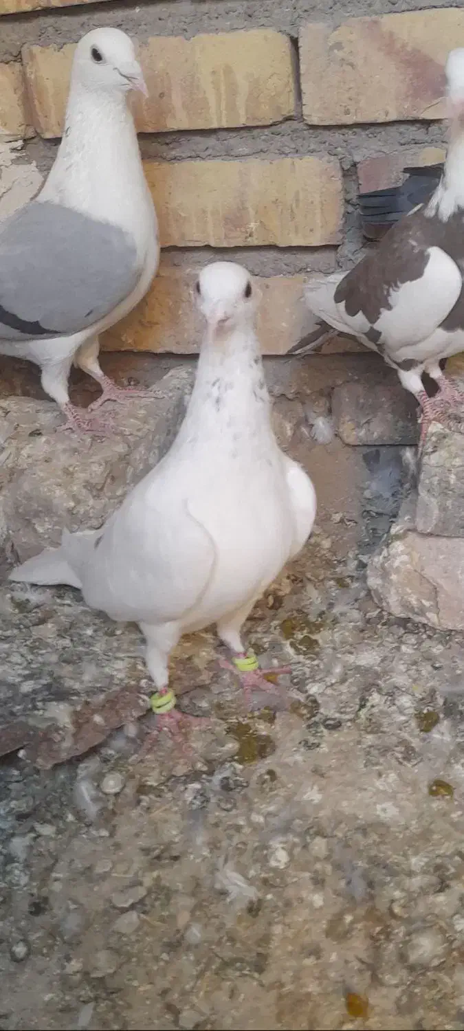 کفتر عالی|پرنده|تربت جام, میان جام|دیوار