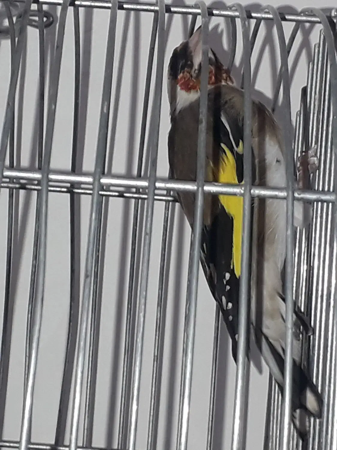 سیره کهنه مست مست|پرنده|بروجرد, |دیوار