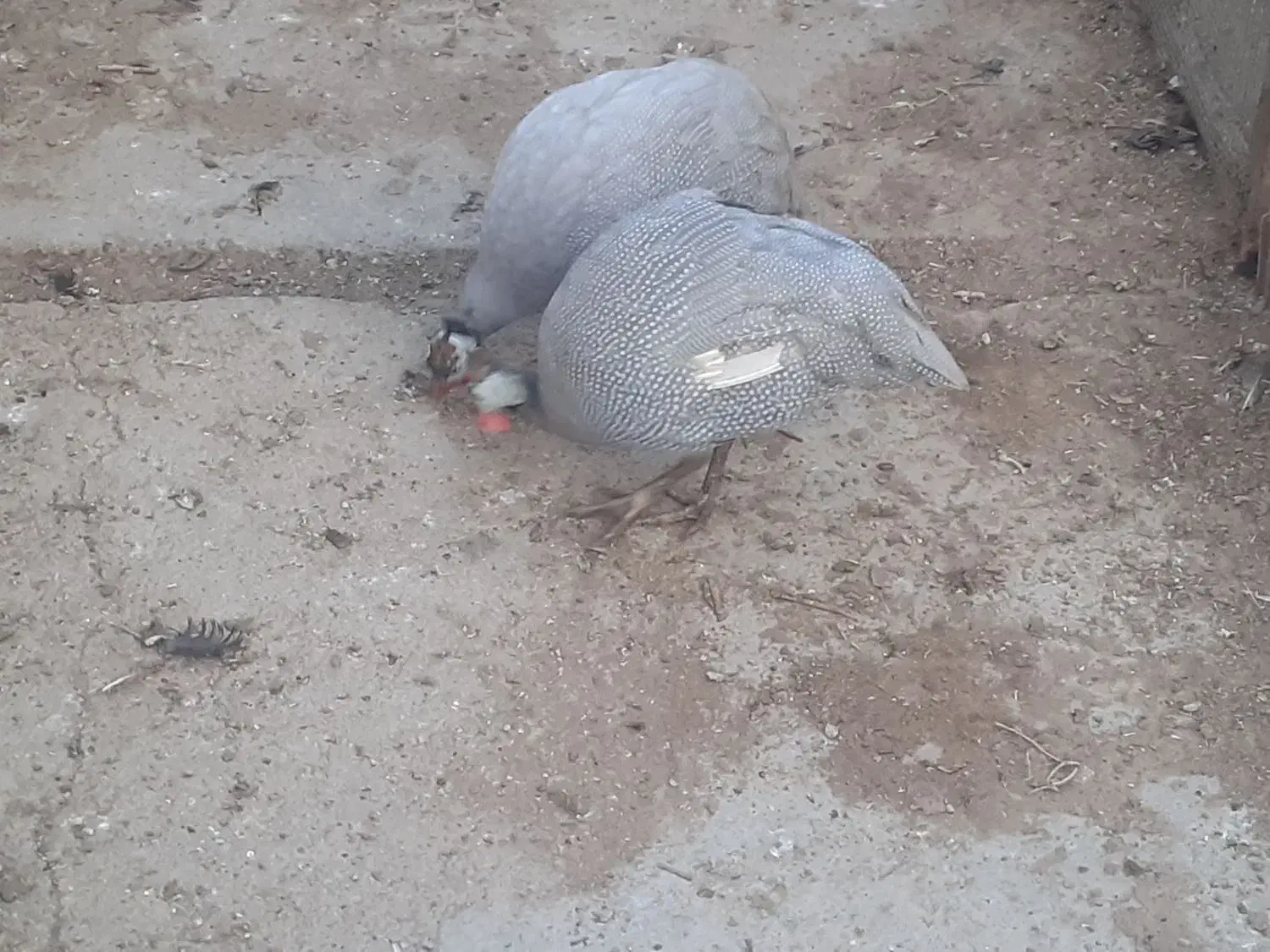 مرغ شاخدار|حیوانات مزرعه|شاهینشهر, کوی مهدیه|دیوار