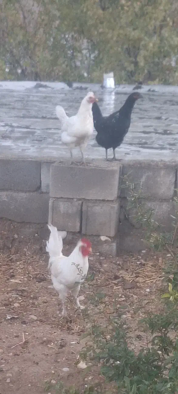 مرغ چاق چله|حیوانات مزرعه|لوداب, |دیوار