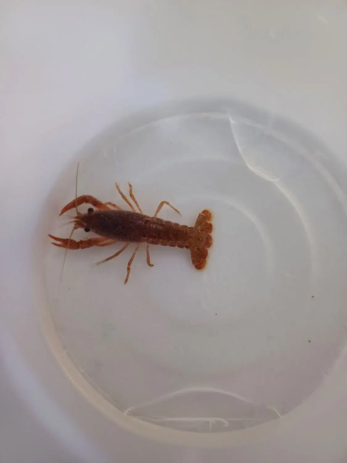 لابستر|ماهی|قم, کلهری|دیوار